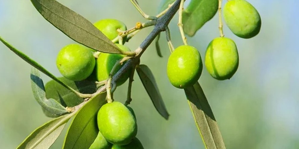 Green olives ripening on the branch
